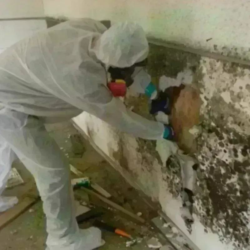 Mold Remediation and Removal in Pittsburg, KS